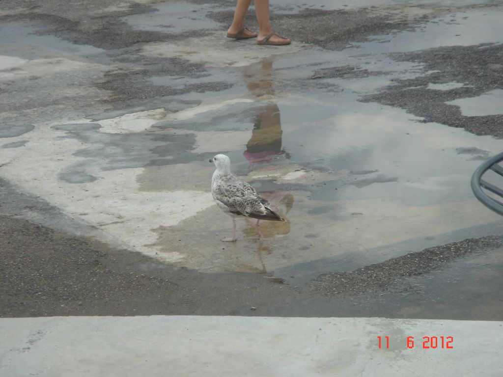 Gabicce Mare 2012 338